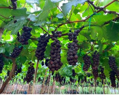 Nghề lạ ở Việt Nam: 9x bỏ việc về quê trồng loại quả không hạt, thu về 80 triệu/tháng