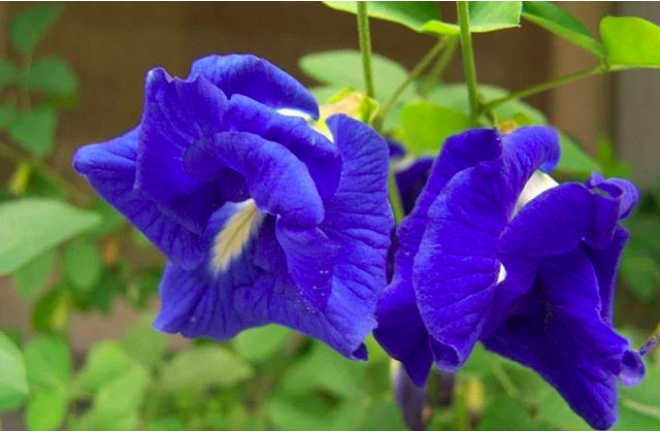 Muốn trẻ lâu hãy yêu thích những thực phẩm màu tím, bạn sẽ thấy điều kỳ diệu bất ngờ